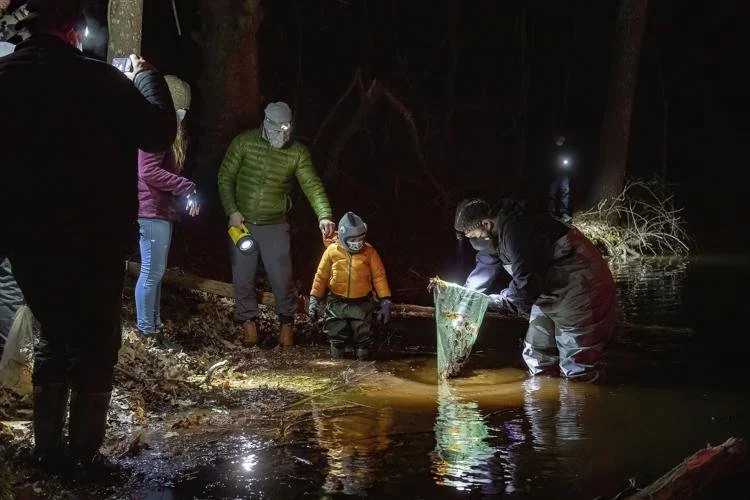 Amphibian ‘Big Night’ Unites East End and Maine in Coastal Conservation Effort
